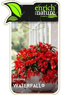 Begonia Waterfall Label Image.jpg
